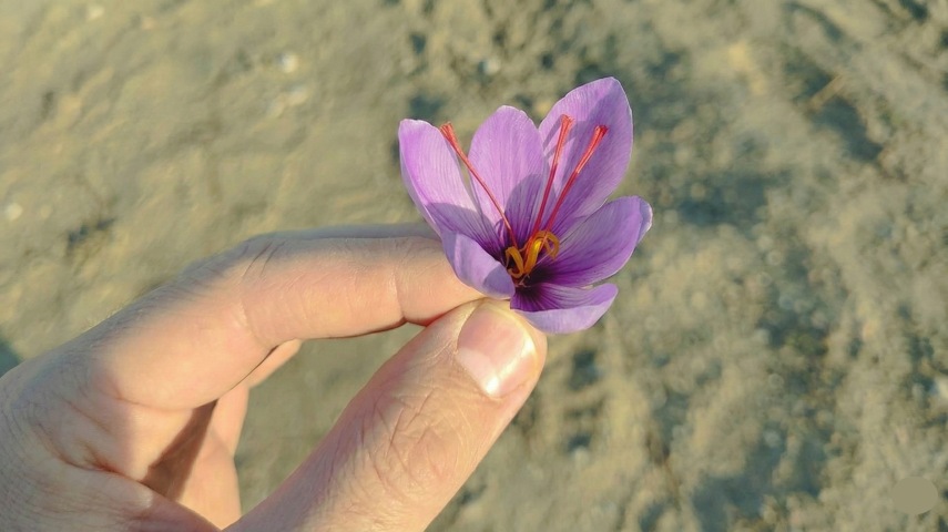 Kırşehir’de Bir İlk: Yüksekokulumuzda Yetiştirilen 